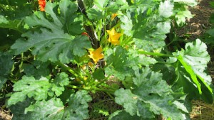 biodynamics squash