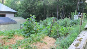 biodynamics vegetable garden