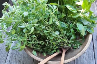 Harvesting Culinary Herbs for Winter Use