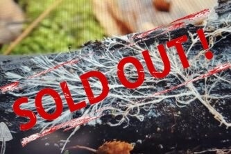 medicinal mushrooms sold out550