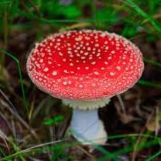 August Sunday 30, The Merry Mushroom "Amanita Muscaria"