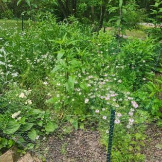 October 25, Immunity Herbal