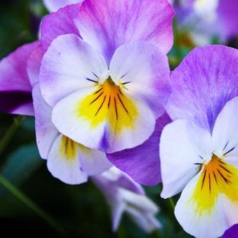 April Tuesday 7, "Native Violet" Culinary and Medicinal Benefits